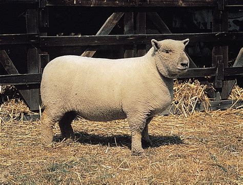 Its teddy bear-like body is broad, deep, compact, and refined. . Southdown sheep height